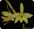 Dendrobium wilsonii Yellow